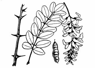Black Locust